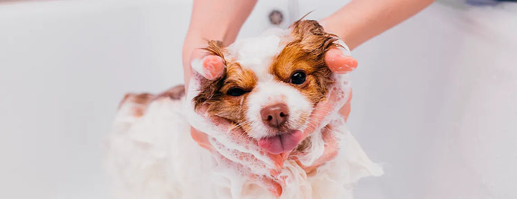 Shampoos